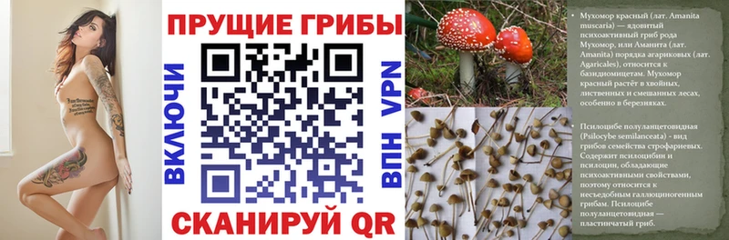 Купить  Подпорожье  Галлюциногенные грибы Cubensis 